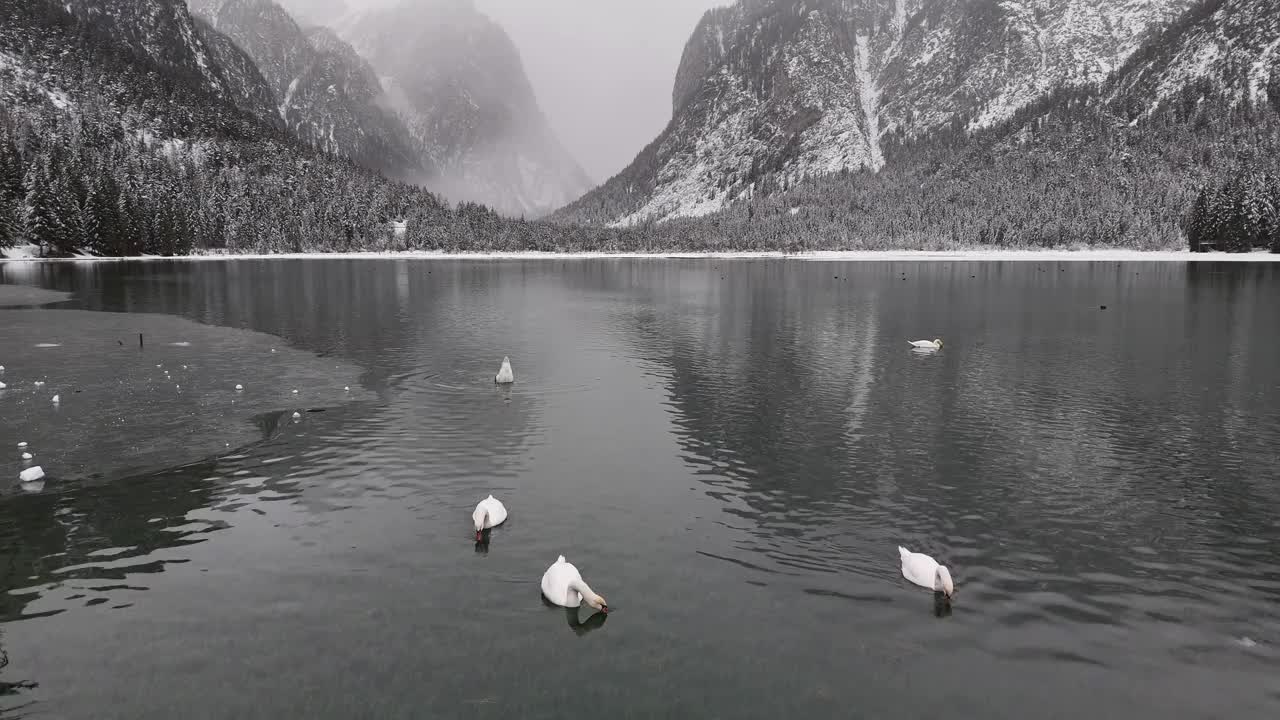 雄伟的天鹅在冬天的意大利阿尔卑斯山的多比亚科湖视频素材