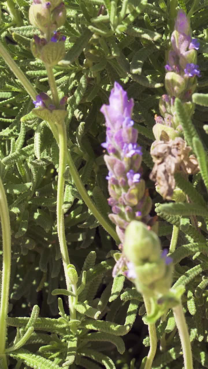 蜜蜂为薰衣草花授粉的特写视频下载