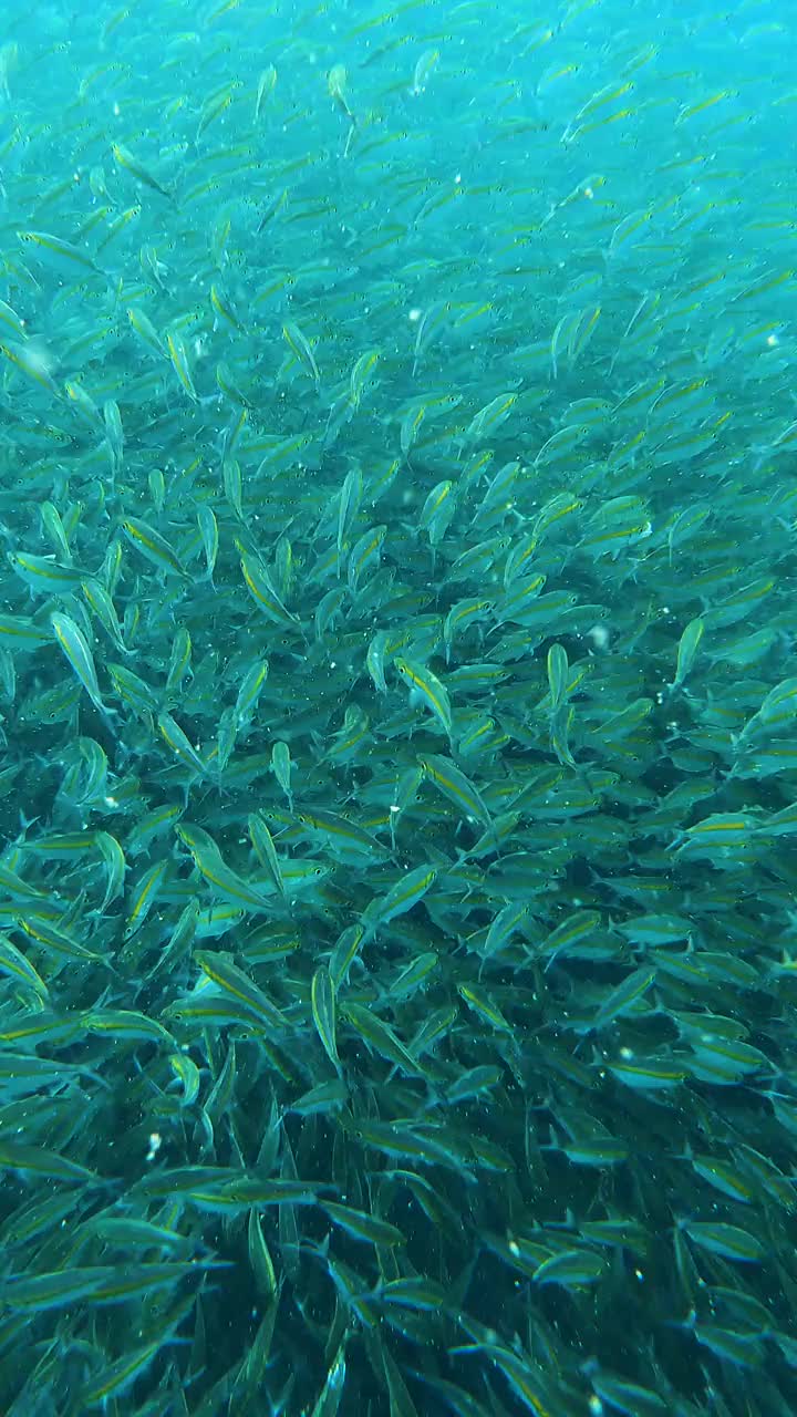 一群黄色斑纹的鱼在泰国的koh tao视频下载