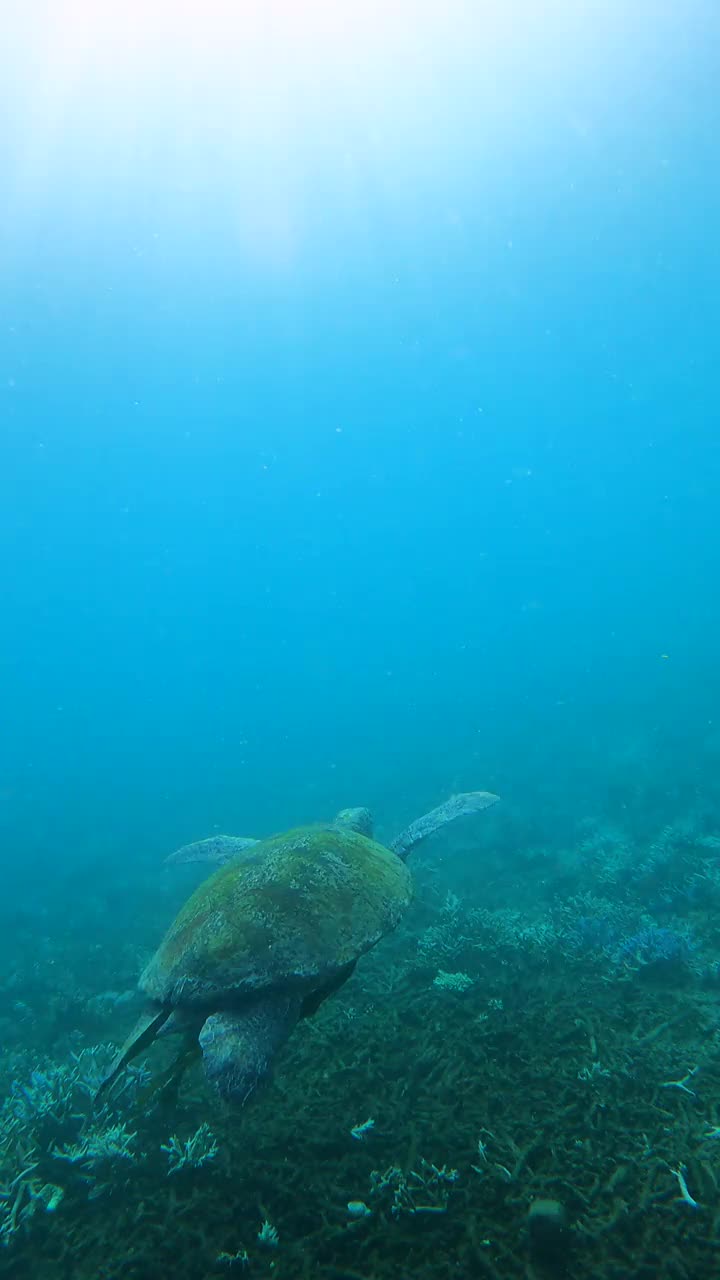 绿海龟在浅海中游泳视频下载