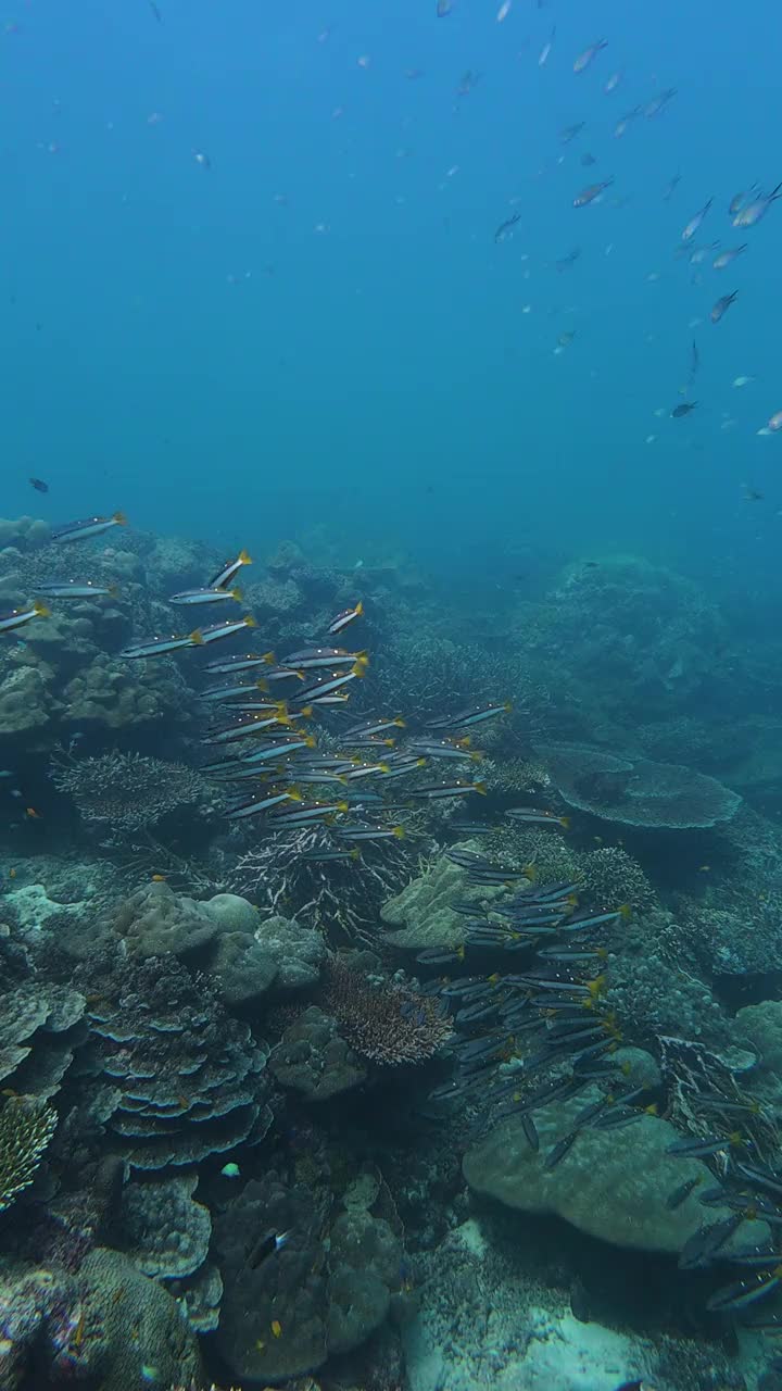 两个斑点带鲷鱼鱼群与美丽的珊瑚视频下载