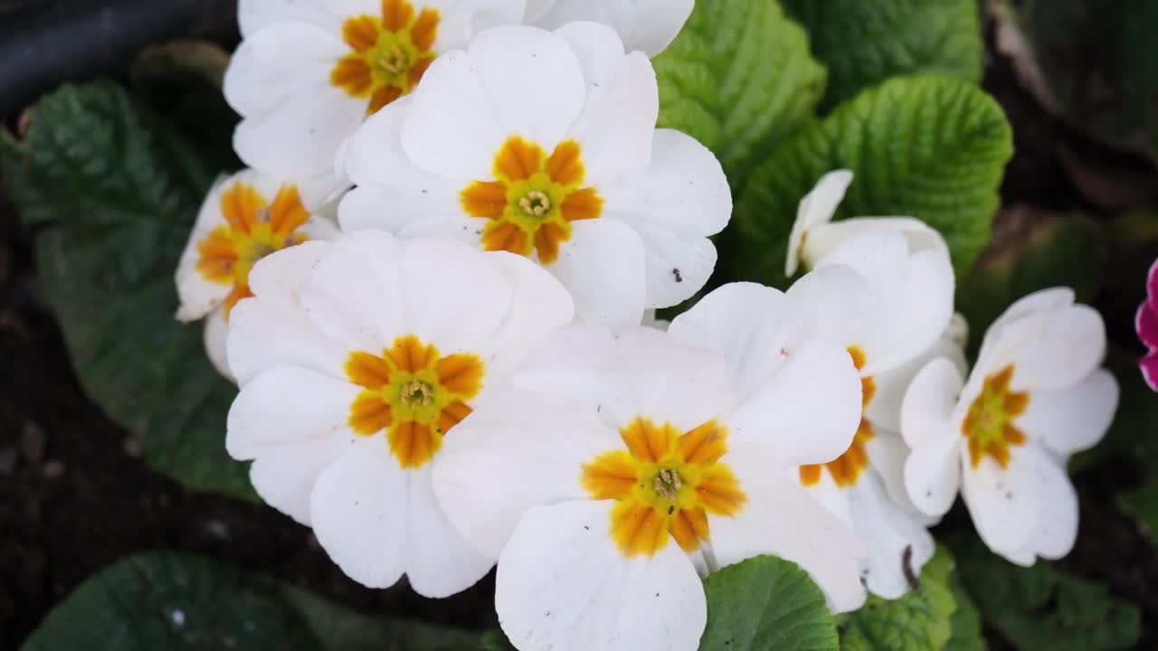 白色樱草花的特写视频下载