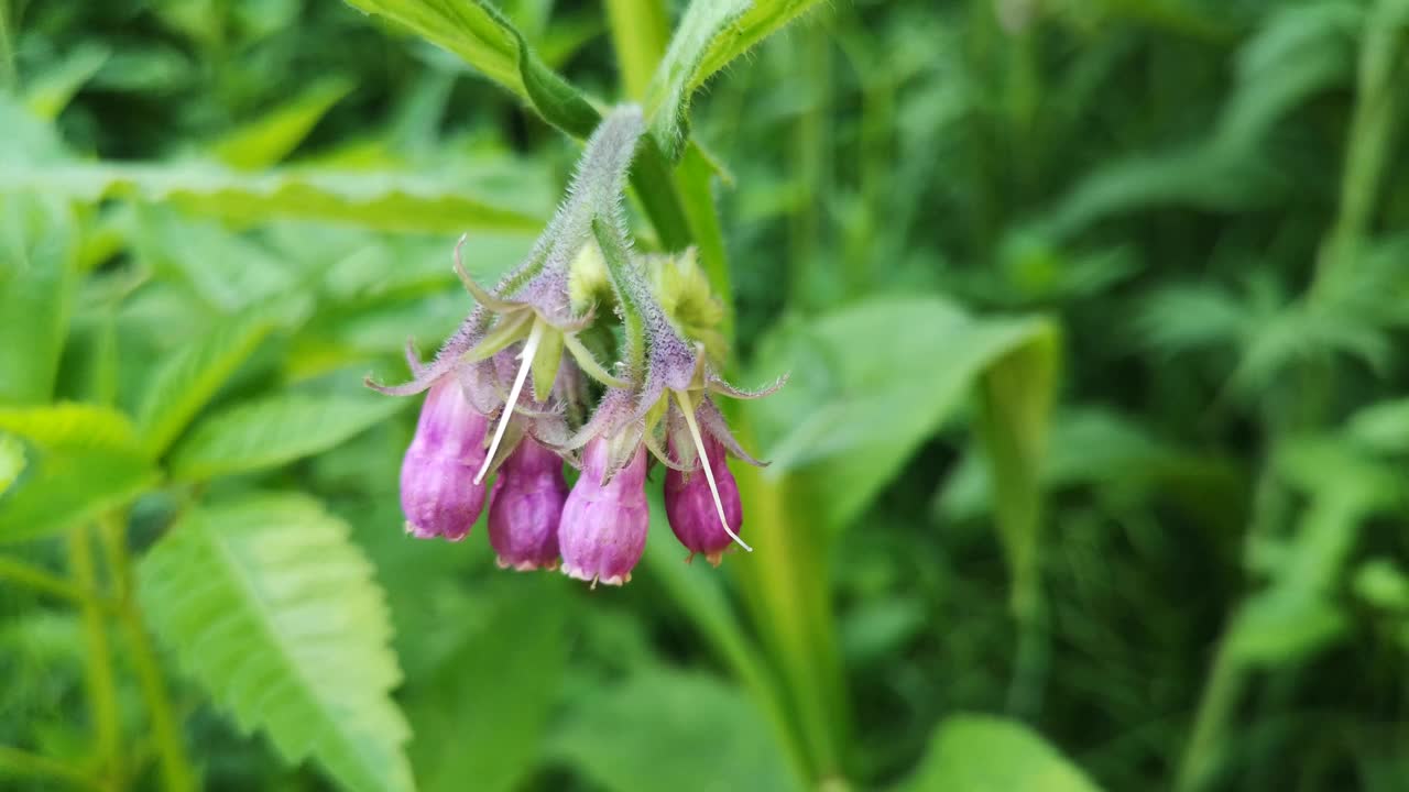 山间草地上开花的合欢草视频素材