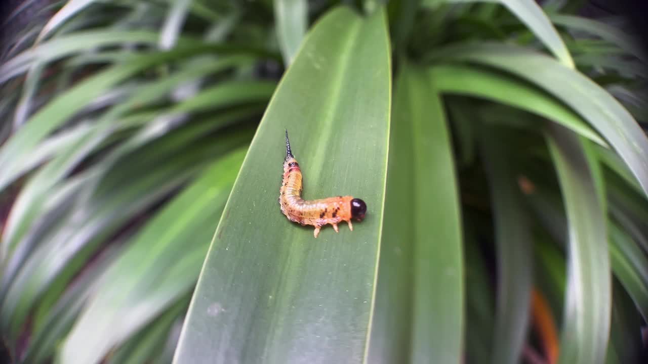 锯蝇幼虫毛虫视频下载