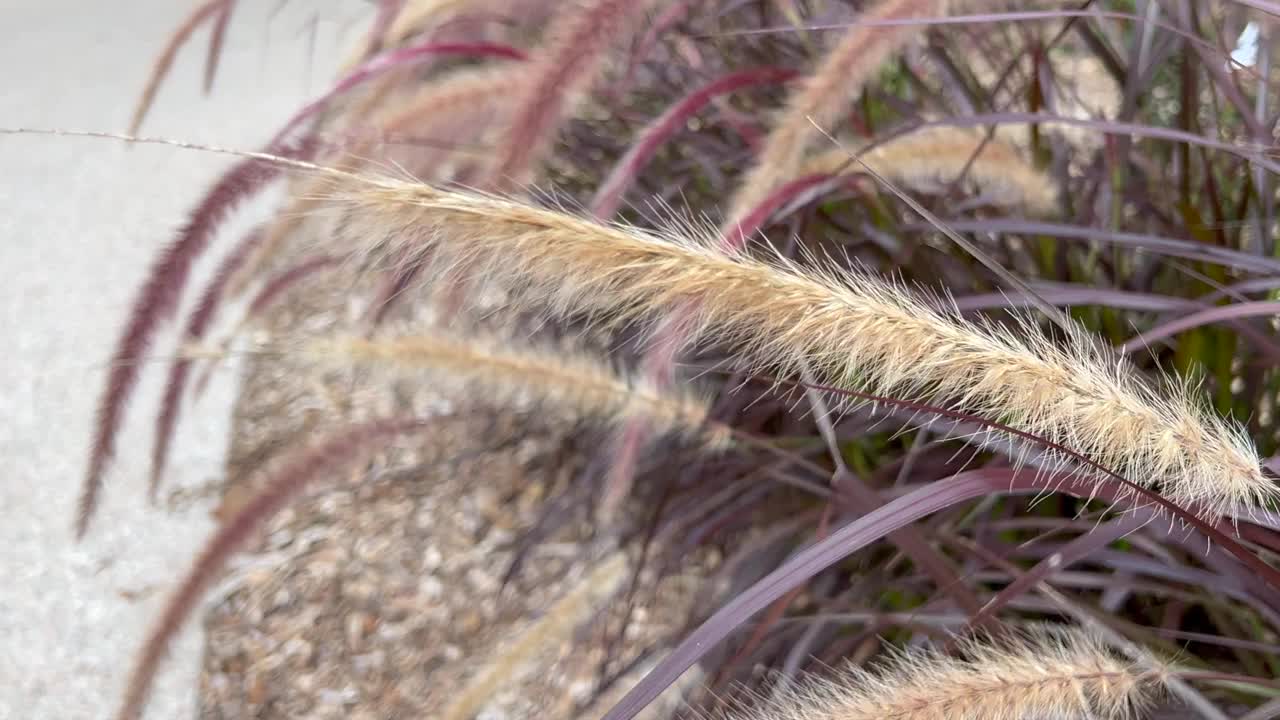 芦苇在风中飘荡。视频下载