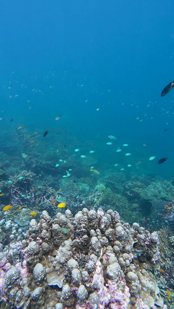 两个斑点带鲷鱼鱼群与美丽的珊瑚视频下载