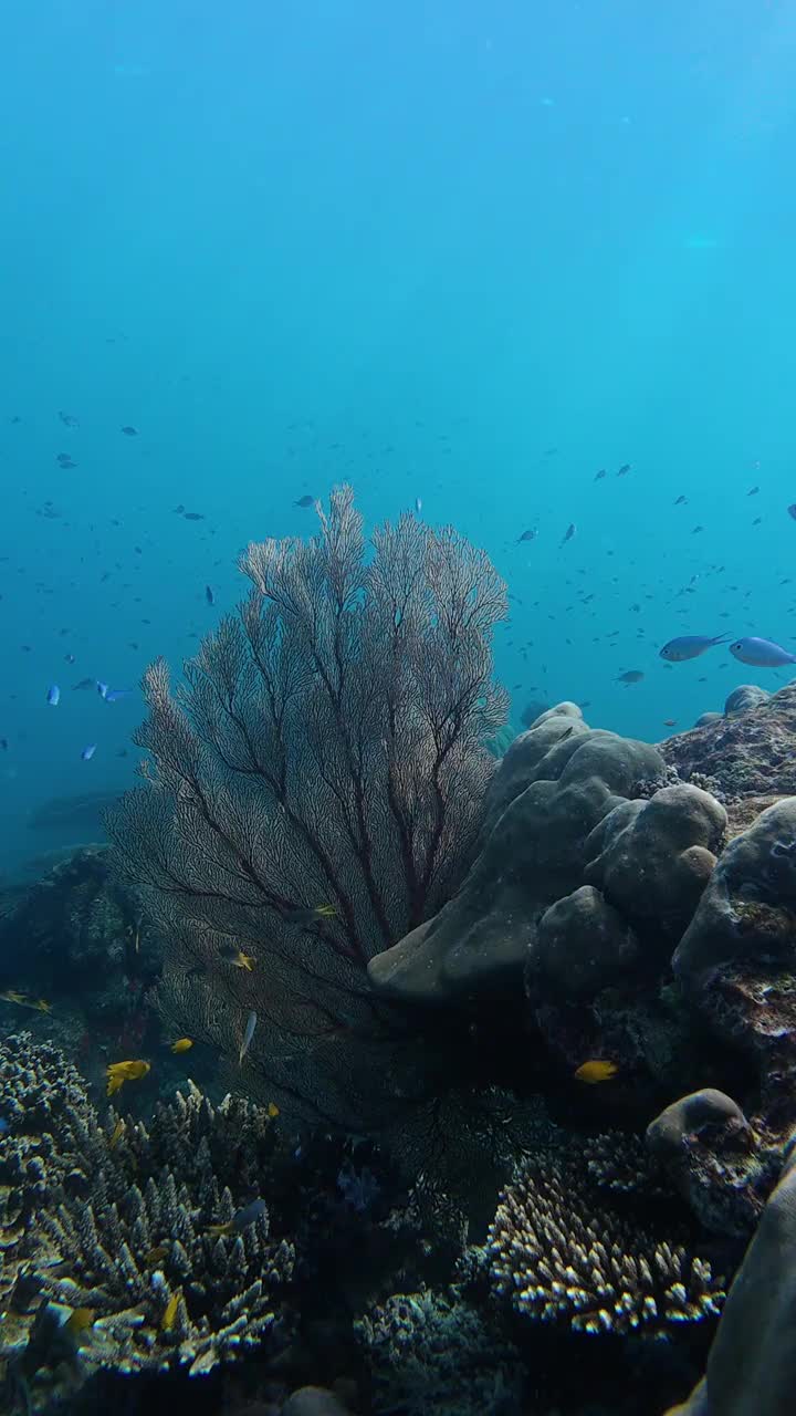 美丽的海扇和鱼群在海底视频下载
