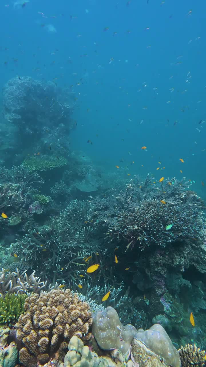 鱼群和海底美丽的珊瑚视频下载