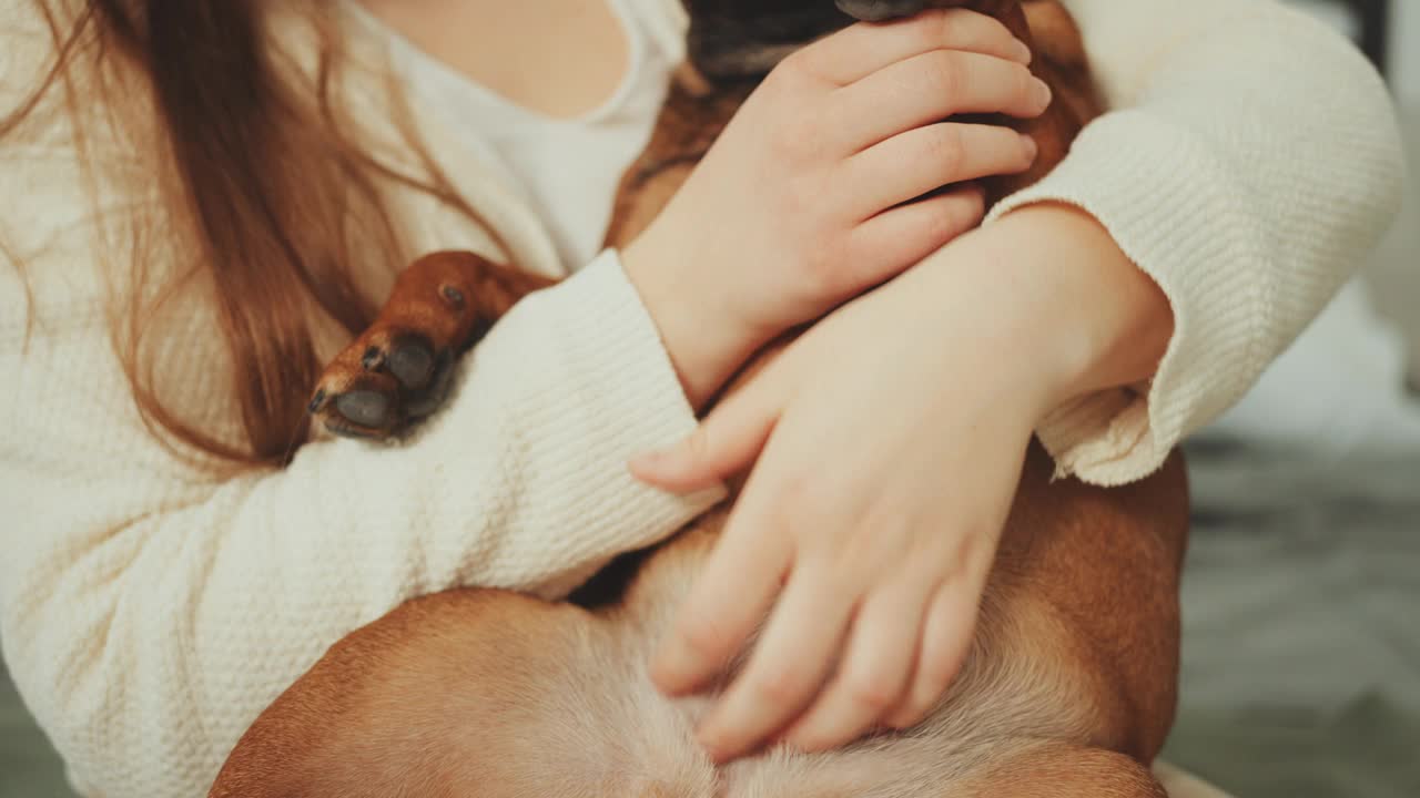 温柔的腹部按摩法国斗牛犬视频素材