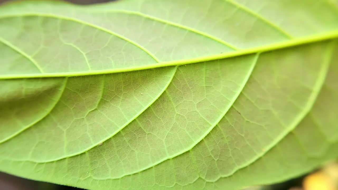 叶背纹理结构，叶纹视频下载