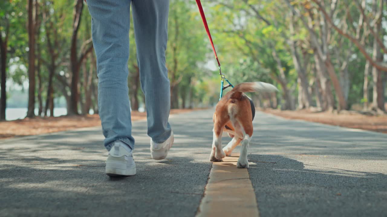 后视图-快乐的小猎犬与女主人早上在公园散步。一名妇女在户外牵着皮带控制狗。视频素材