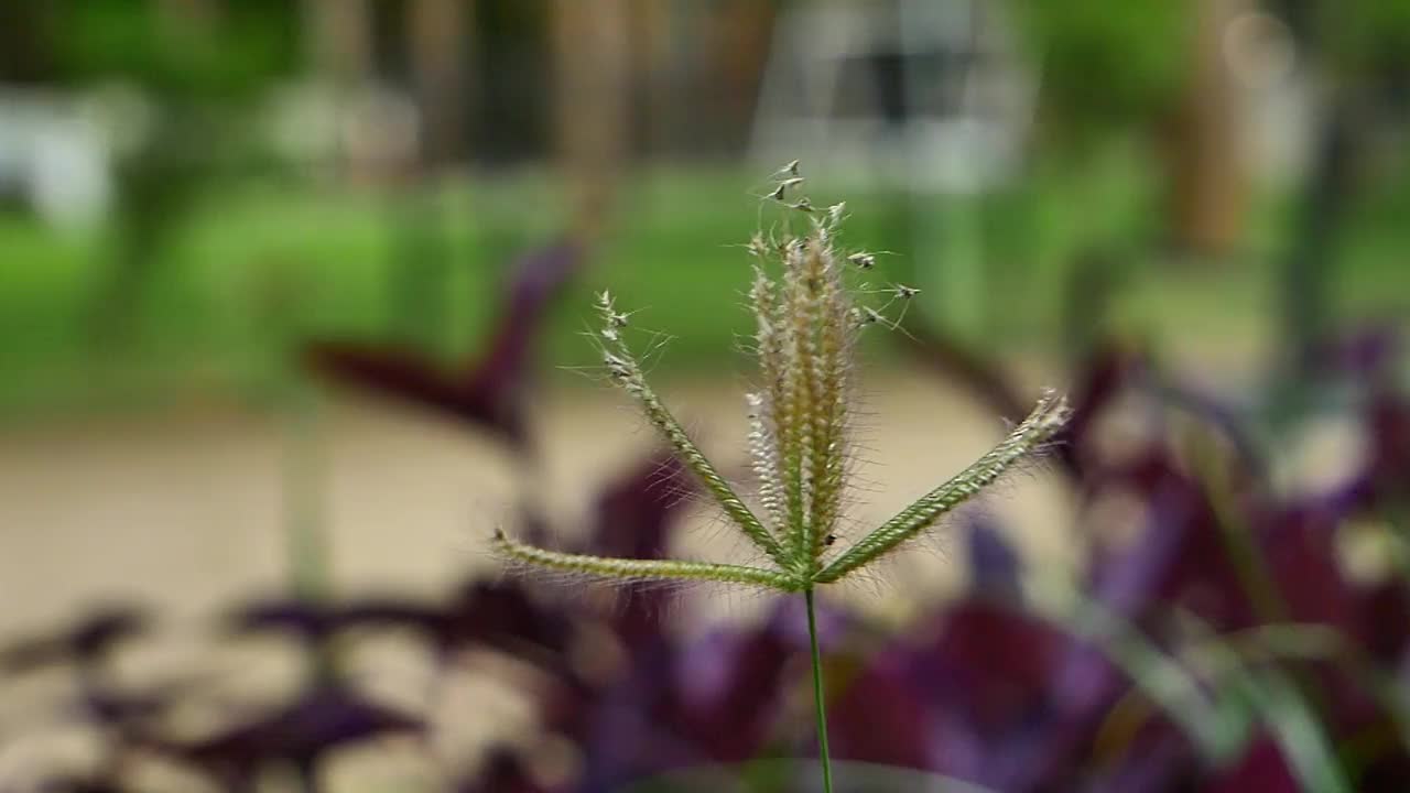 在雨季，公园里刮起了大风和暴风雨，树叶被吹得很厉害。视频素材