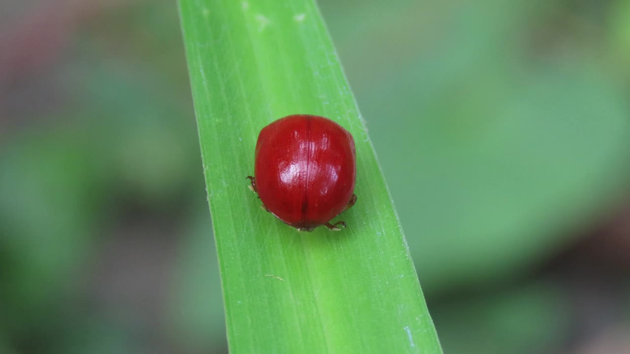 红甲虫，Lycaria westermanni (stastal, 1857视频素材