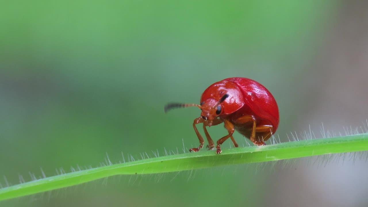 红甲虫，Lycaria westermanni (stastal, 1857视频素材