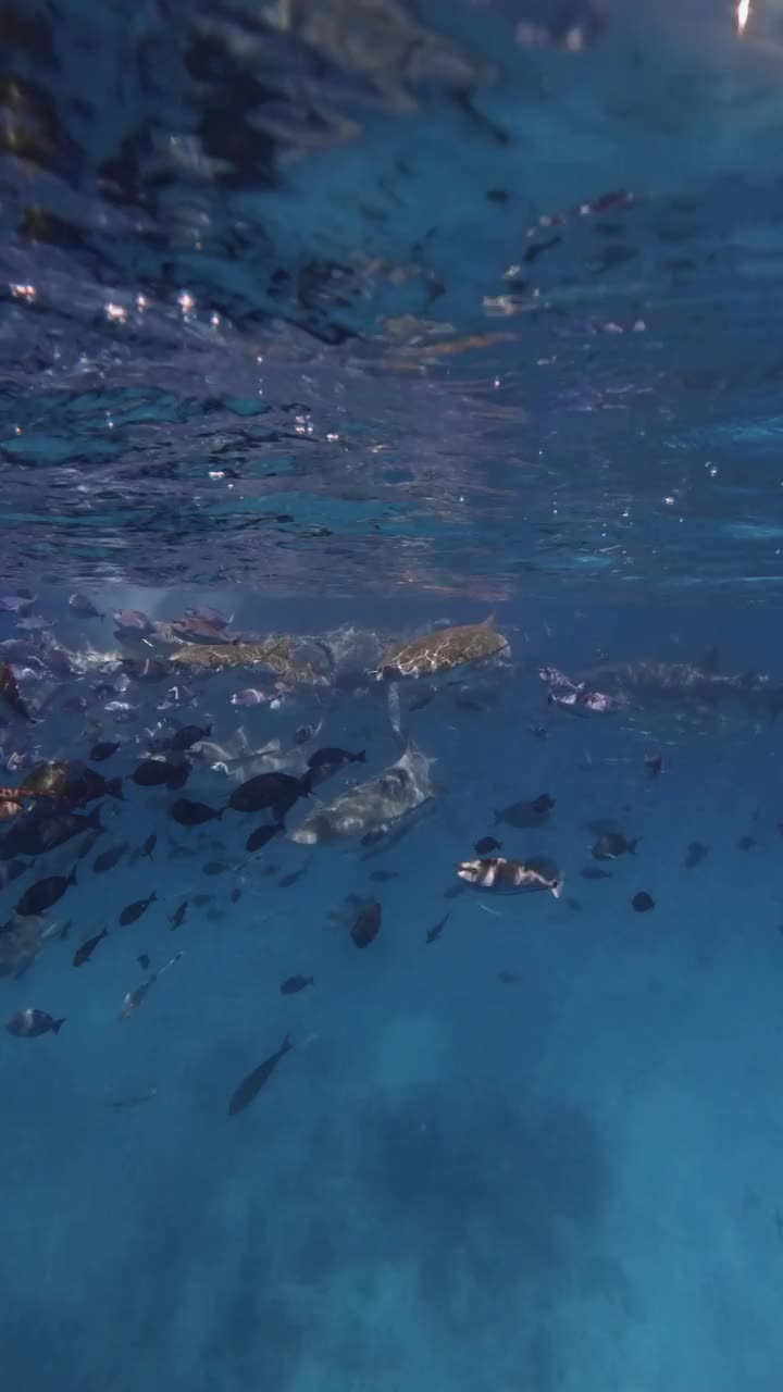 热带海洋生物有很多鱼和鲨鱼水下在蓝色的海洋。俯视图视频素材