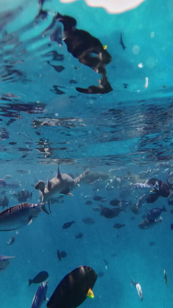 热带海洋生物。在蓝色的海洋里，鲨鱼与许多水下的鱼近距离接触。俯视图视频素材