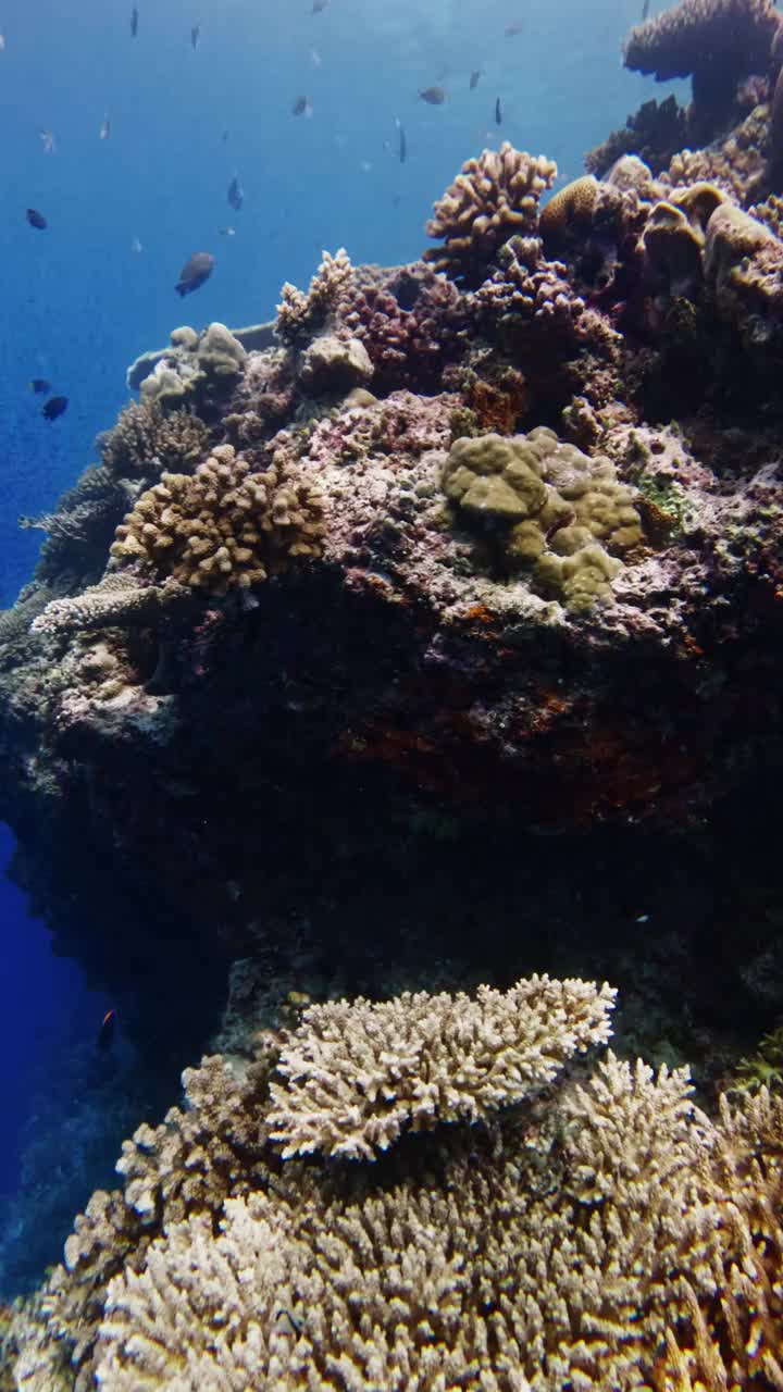 水下景观与珊瑚和鱼在蓝色的海洋。慢动作，在热带海域潜水视频素材