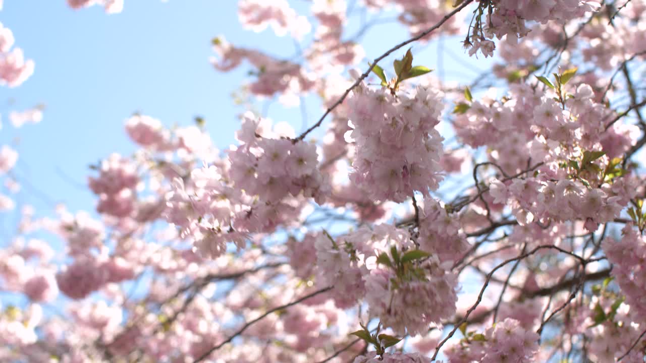 樱花盛开，晴空万里视频素材