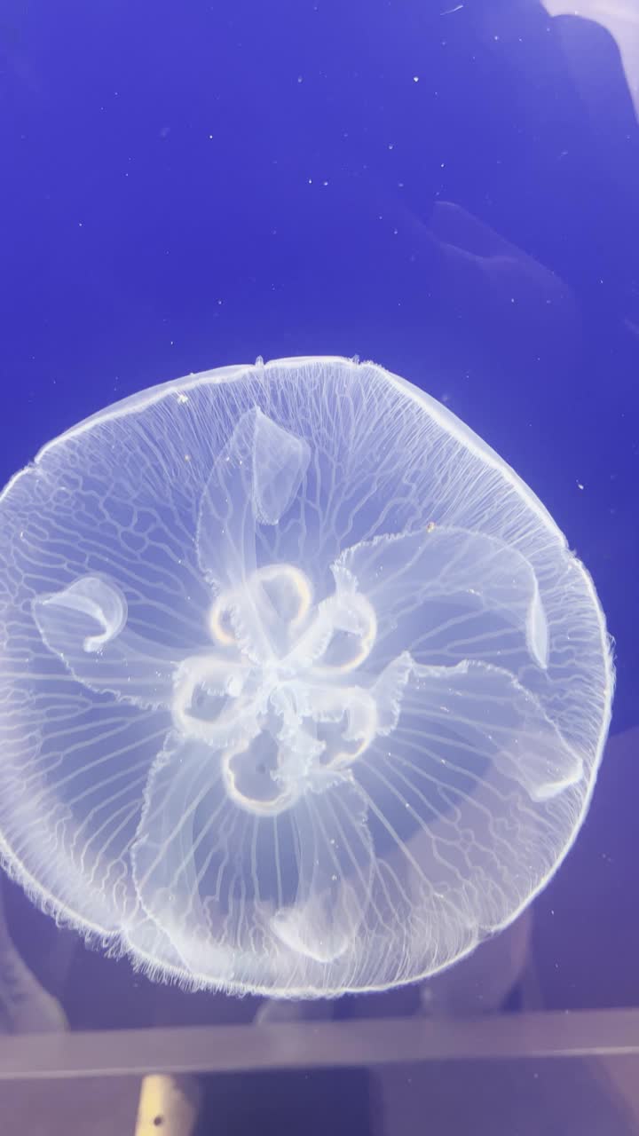 垂直拍摄的水母在水族馆视频下载