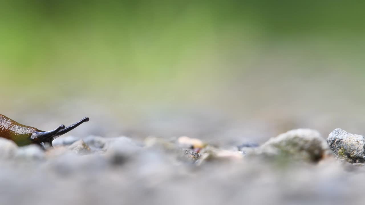 西班牙蛞蝓。欧洲最具侵略性的动物也是每个园丁最大的敌人。视频素材