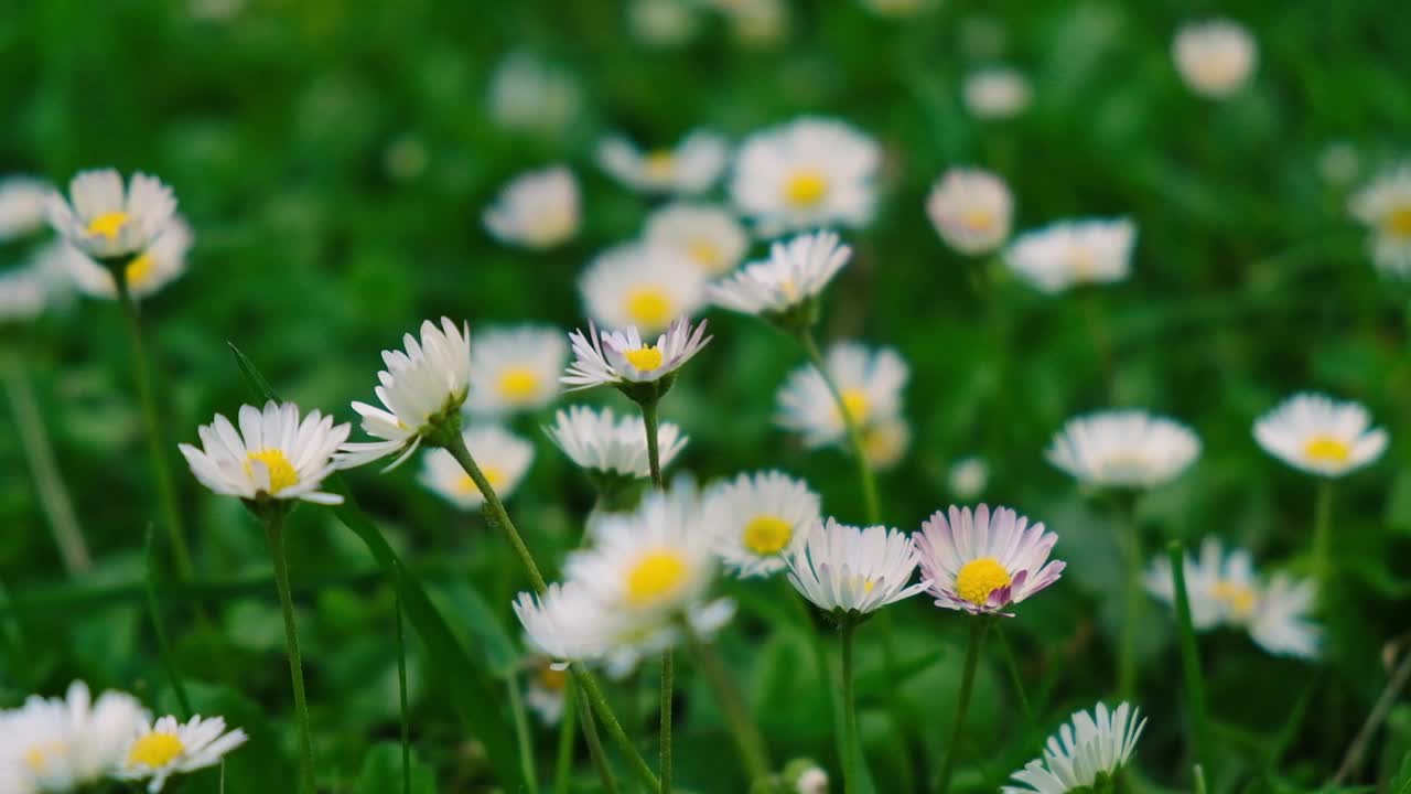 雏菊在绿草地上轻轻摇曳的特写镜头视频素材