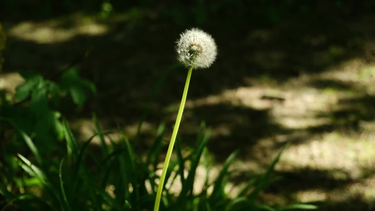 一株蒲公英高高矗立在一片绿草地上，沐浴在午后温暖的阳光下视频素材