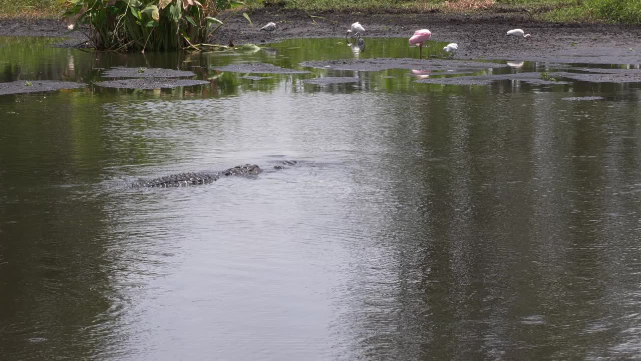 大型美洲短吻鳄在佛罗里达池塘钓鱼视频下载