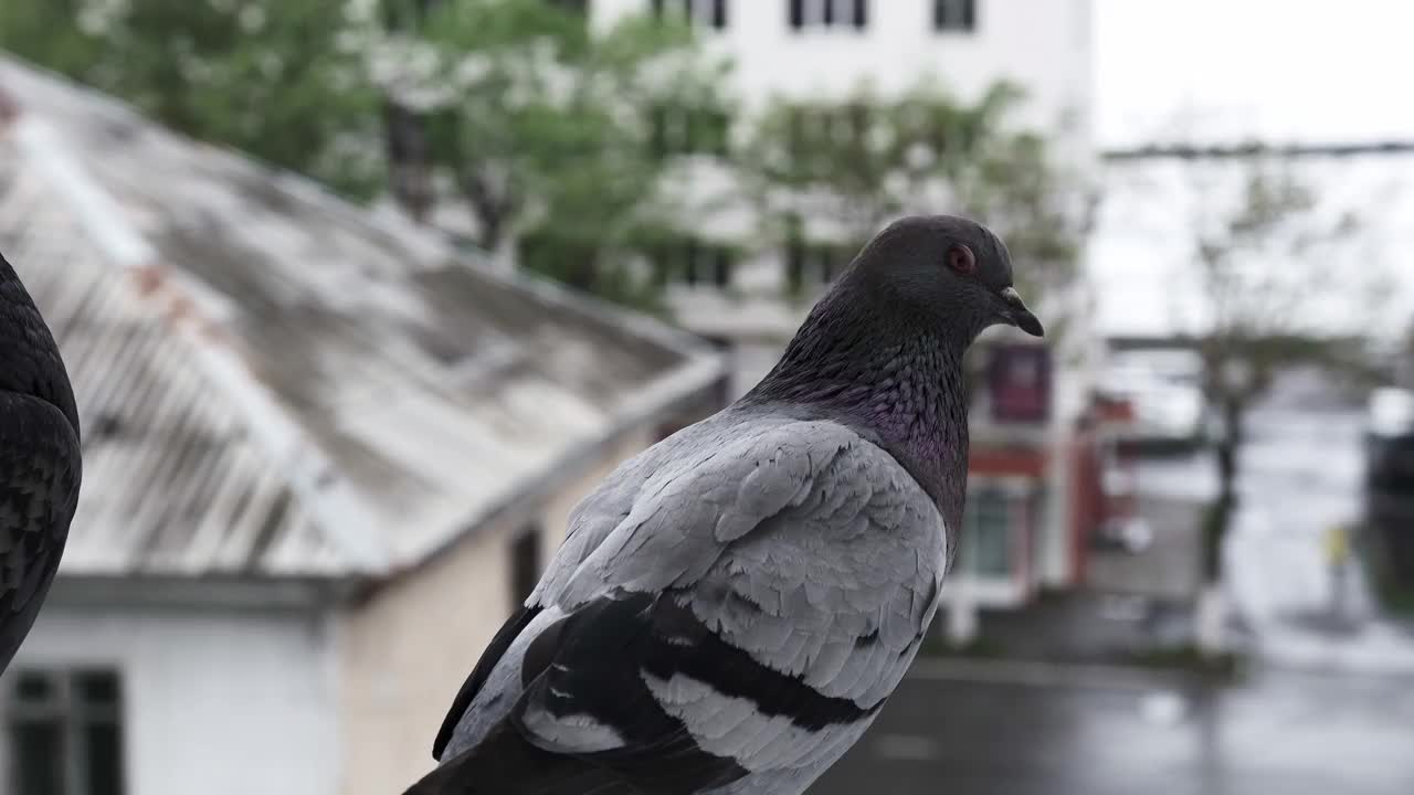 阴雨天一只鸽子坐在窗户上的特写。视频下载