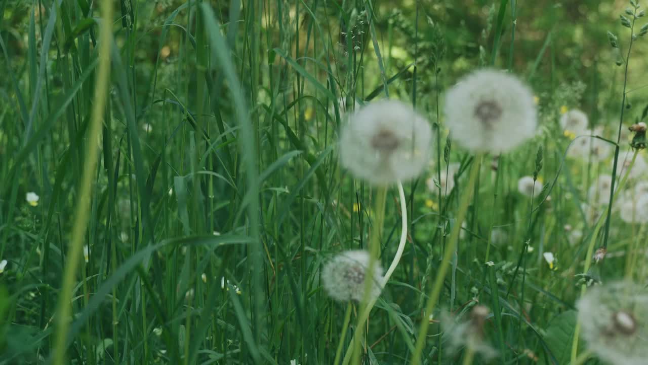 夏日里，蒲公英的种子在风中飞舞视频下载