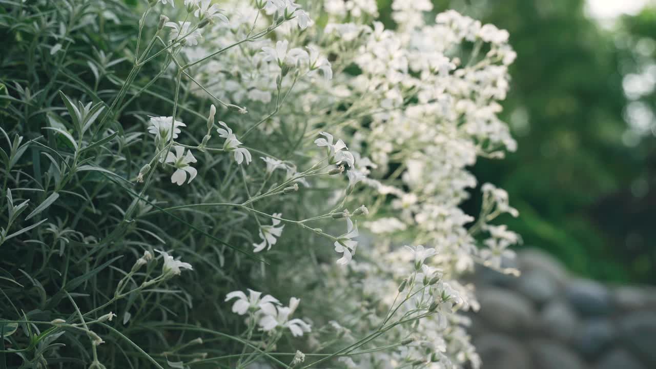 阳光明媚的一天，花园里盛开着白花视频下载