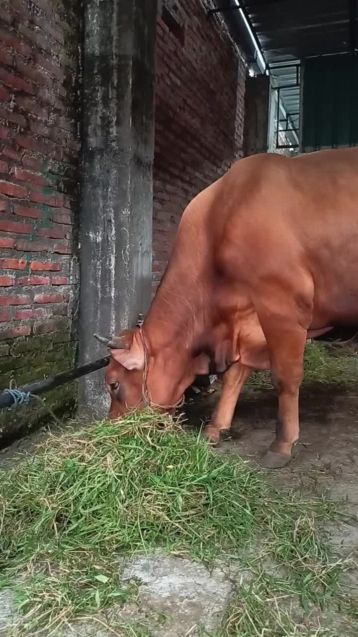 肥牛在笼子里吃新鲜的草视频下载