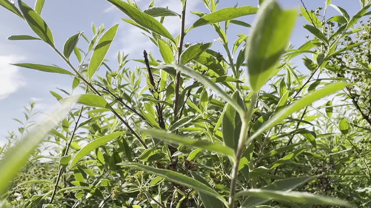 一片绿油油的田野，有许多树木和树叶视频素材