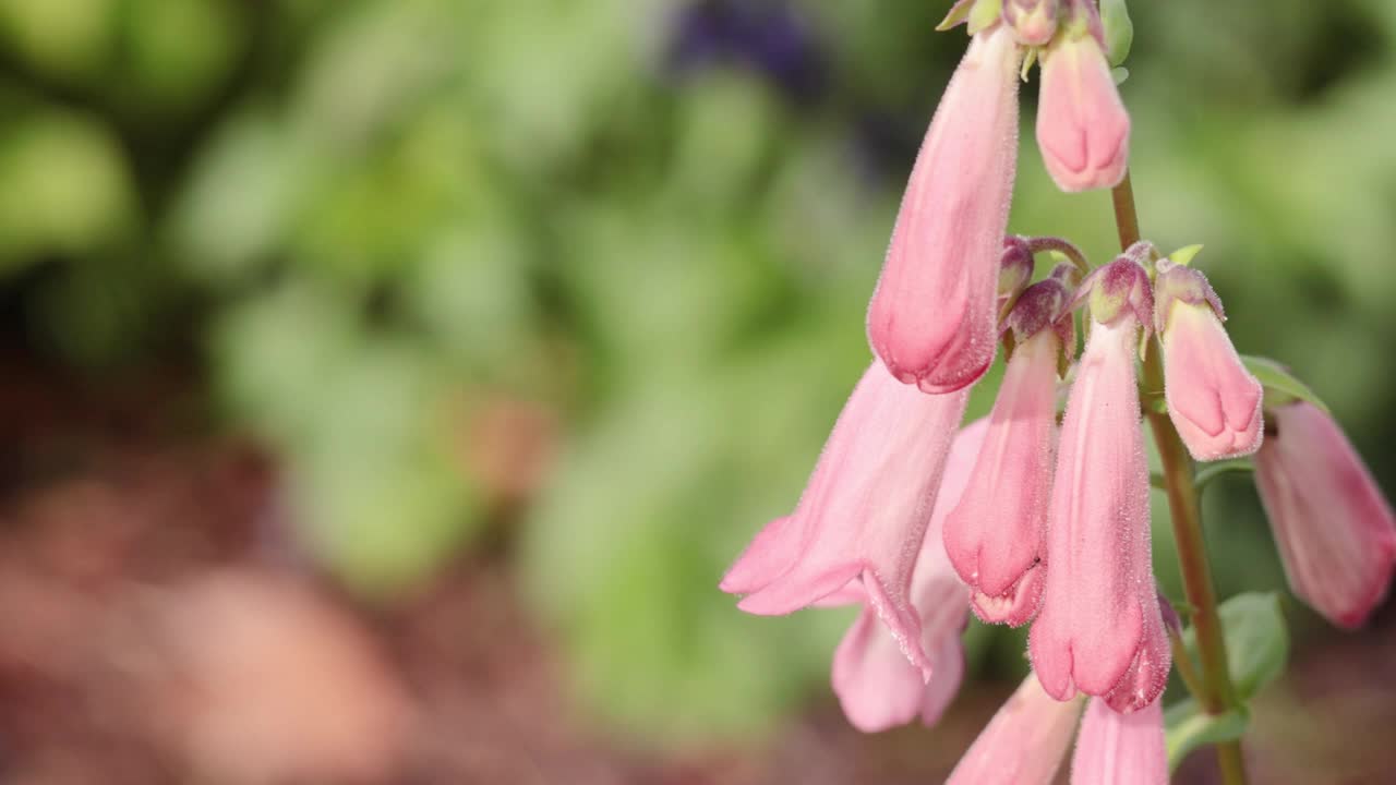 风中的粉红色迭香花视频素材