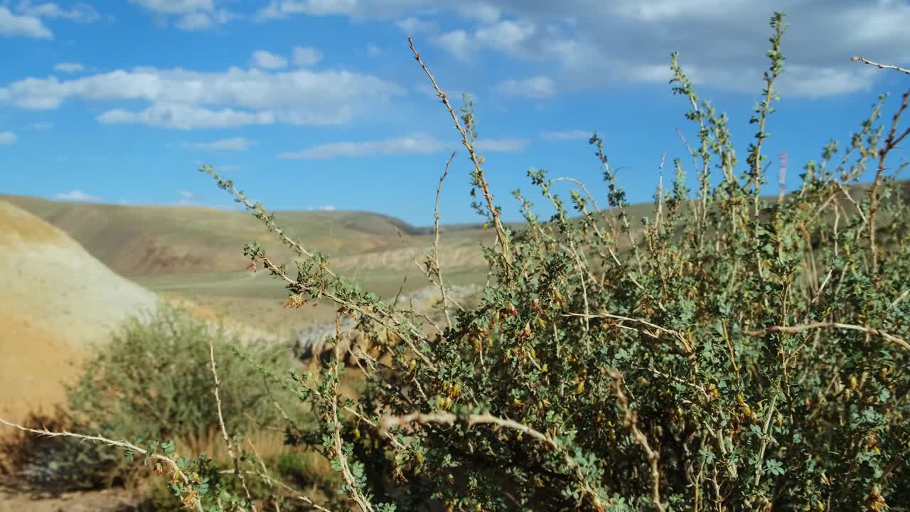 在阳光明媚的日子里，穿过荆棘丛生的灌木丛，眺望蓝天下的群山。关注随风摇曳的植物枝干。雄伟的野生动物。视频下载