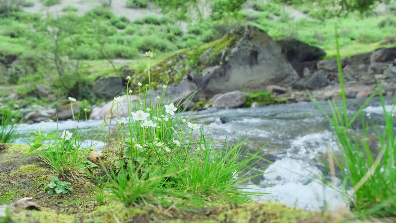 白花生长在湍急的山河附近的特写。纯天然概念。生态。植物学。视频下载