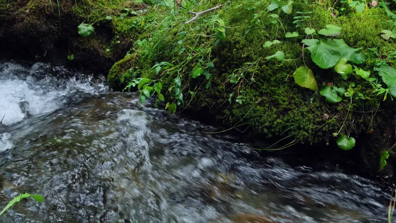 绿苔和绿草生长在山涧的岸边。水流湍急。有选择性的重点。自然之美，生态理念。视频下载