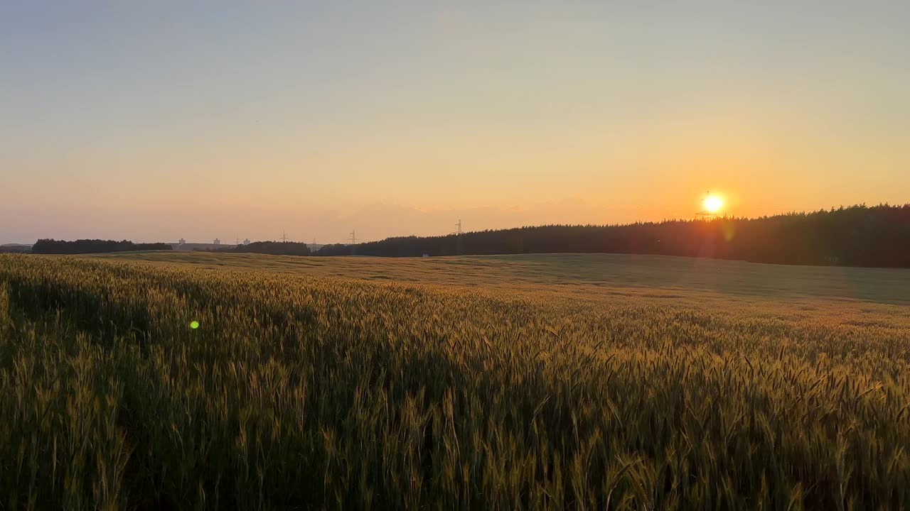 夕阳下的麦田。黑麦农场。视频素材