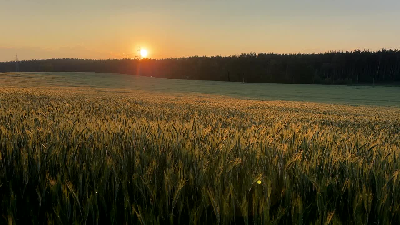 夕阳下的麦田。黑麦农场。视频下载