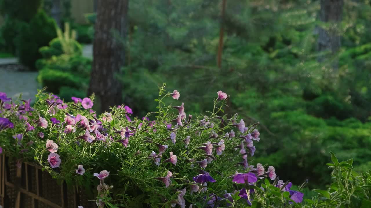 在家室外用喷壶给矮牵牛花浇水。新鲜的彩色佩妮。春园艺视频素材