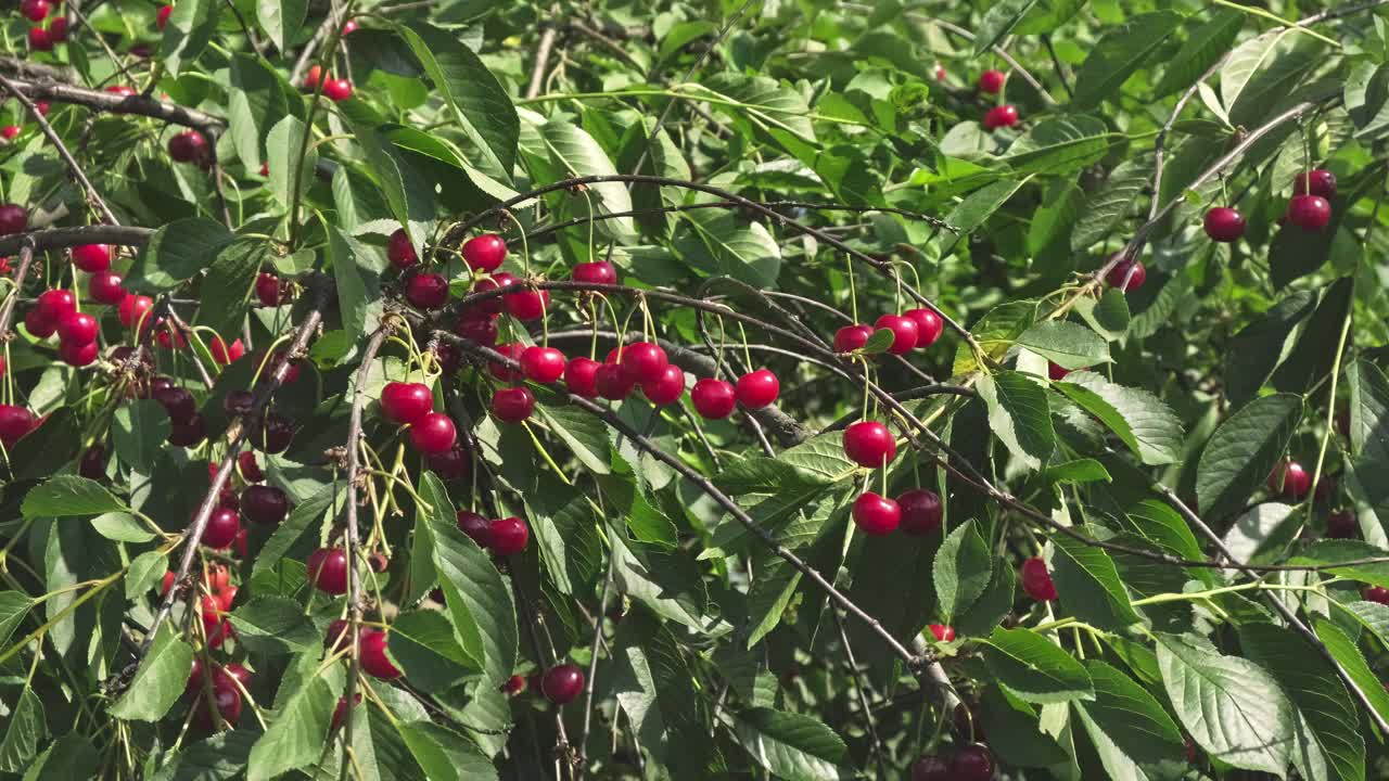 园丁从树上收获成熟的红樱桃。男子从树上采摘多汁的成熟樱桃。夏天园艺视频素材