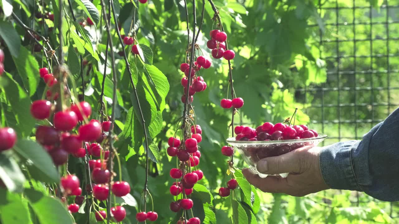 园丁从树上收获成熟的红樱桃。男子从树上采摘多汁的成熟樱桃。夏天园艺视频素材