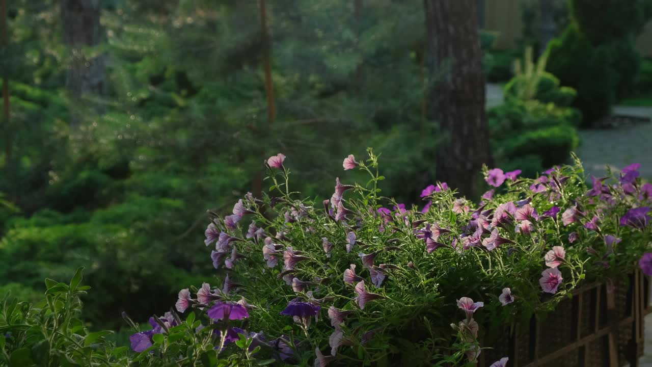 在家室外用喷壶给矮牵牛花浇水。新鲜的彩色佩妮。春园艺视频素材