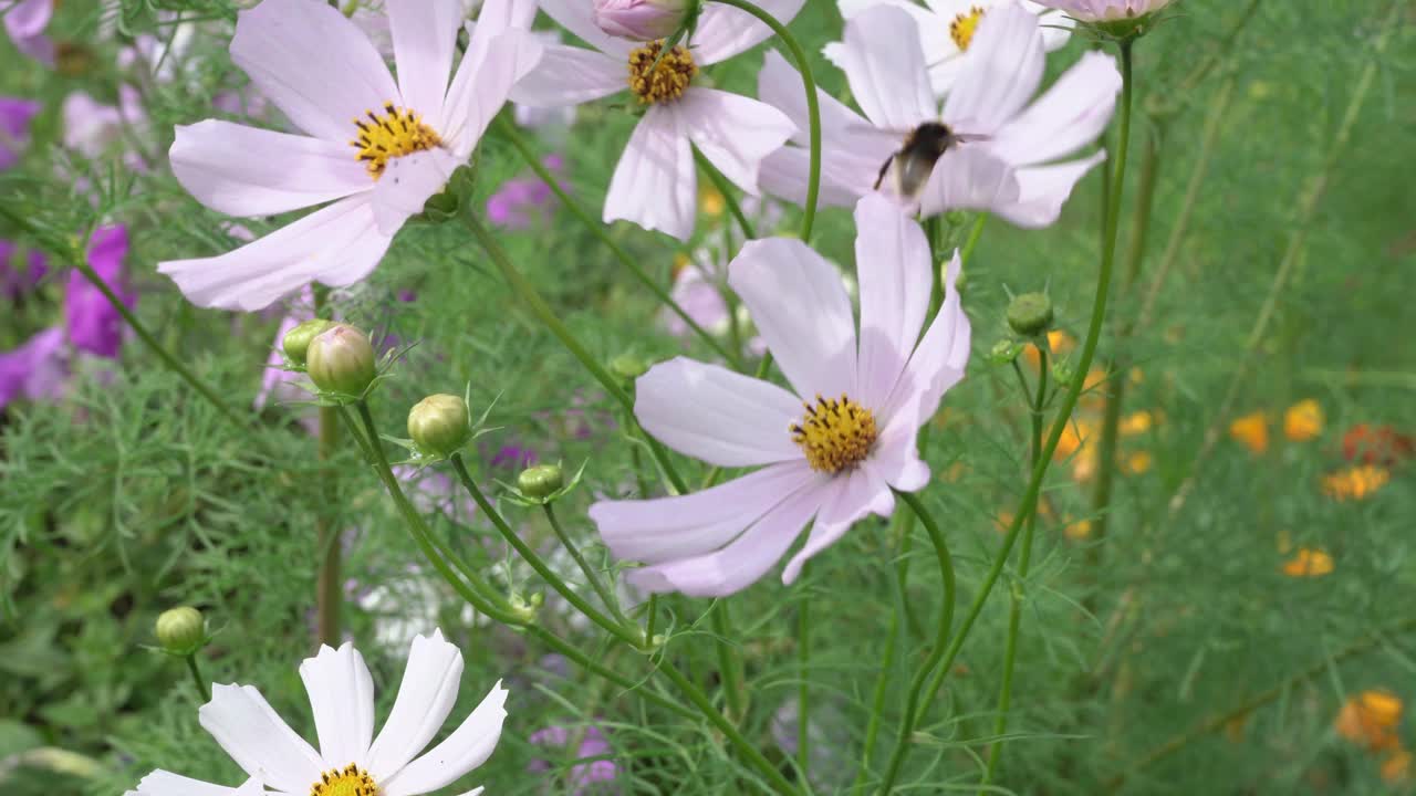 粉红色的宇宙花和大黄蜂视频下载