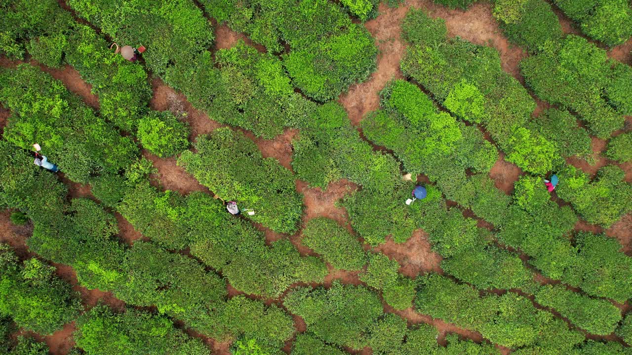 茶农在种植园里采摘茶叶，印度妇女在阳光明媚的日子里工作，农场的绿色景象，俯瞰茶山。视频素材