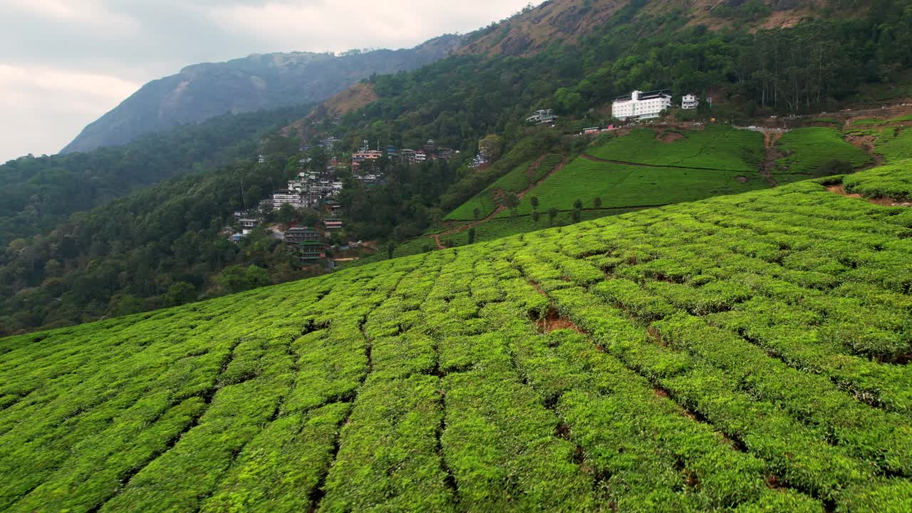 鸟瞰印度喀拉拉邦穆纳尔山上的茶园。茶叶种植，茶道，茶厂。视频素材