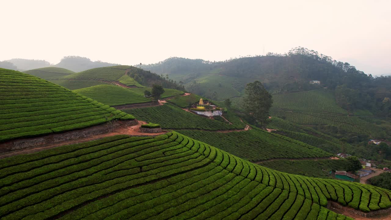 鸟瞰印度穆纳尔山上的茶园。绿茶梯田。茶叶种植。视频素材