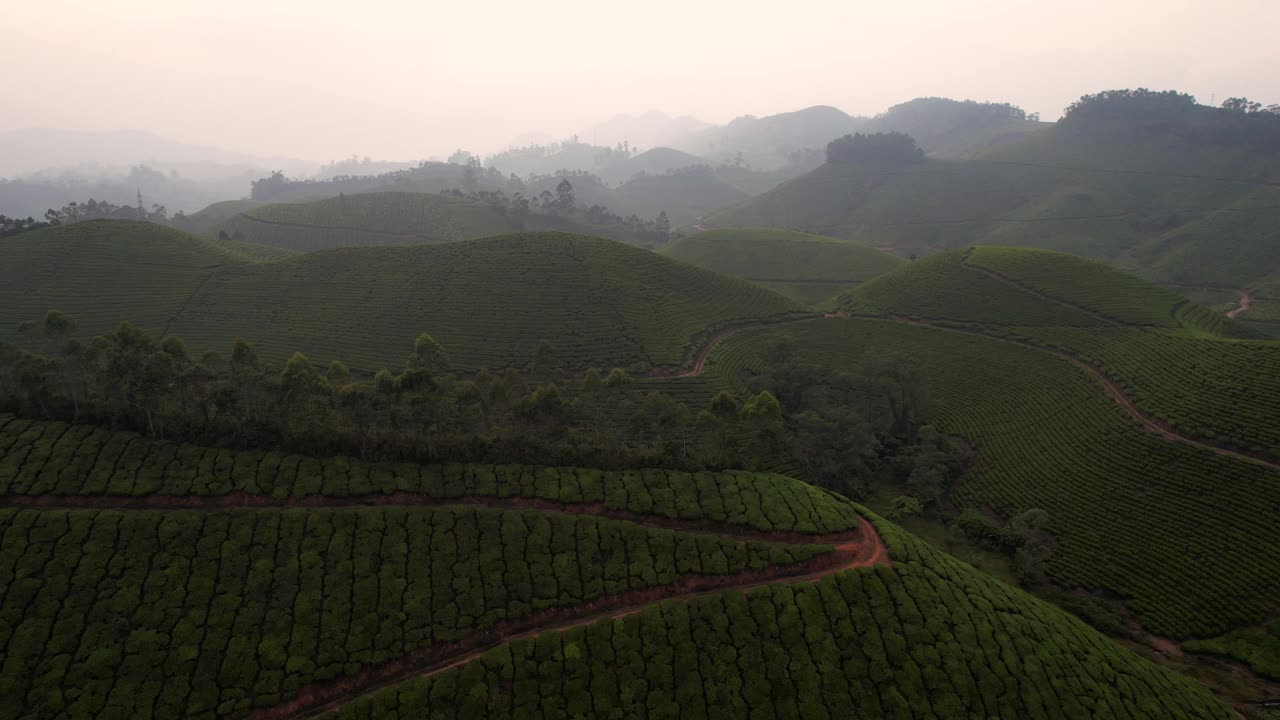 鸟瞰印度喀拉拉邦穆纳尔山上的茶园。茶叶种植，茶道，茶厂。视频素材