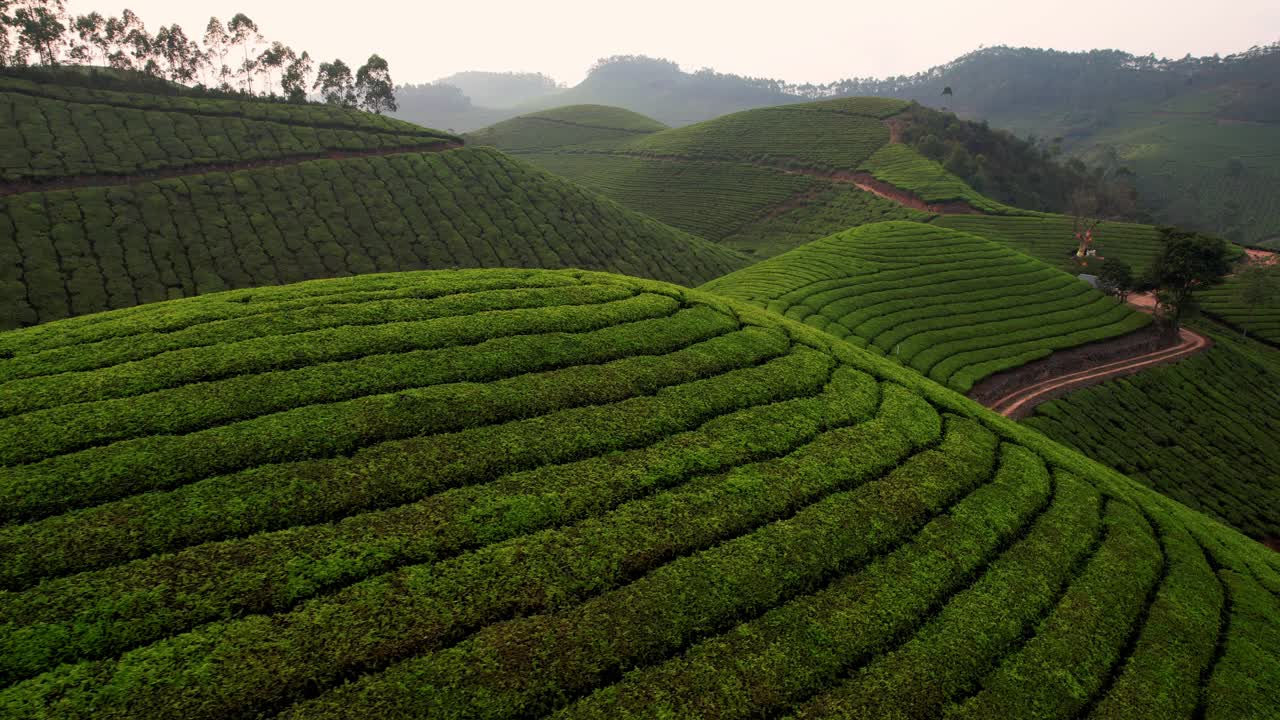 鸟瞰印度穆纳尔山上的茶园。绿茶梯田。茶叶种植。视频素材