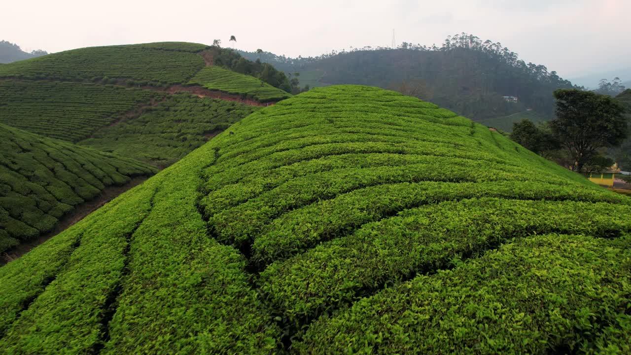 鸟瞰印度喀拉拉邦穆纳尔山上的茶园。茶叶种植，茶道，茶厂。视频素材