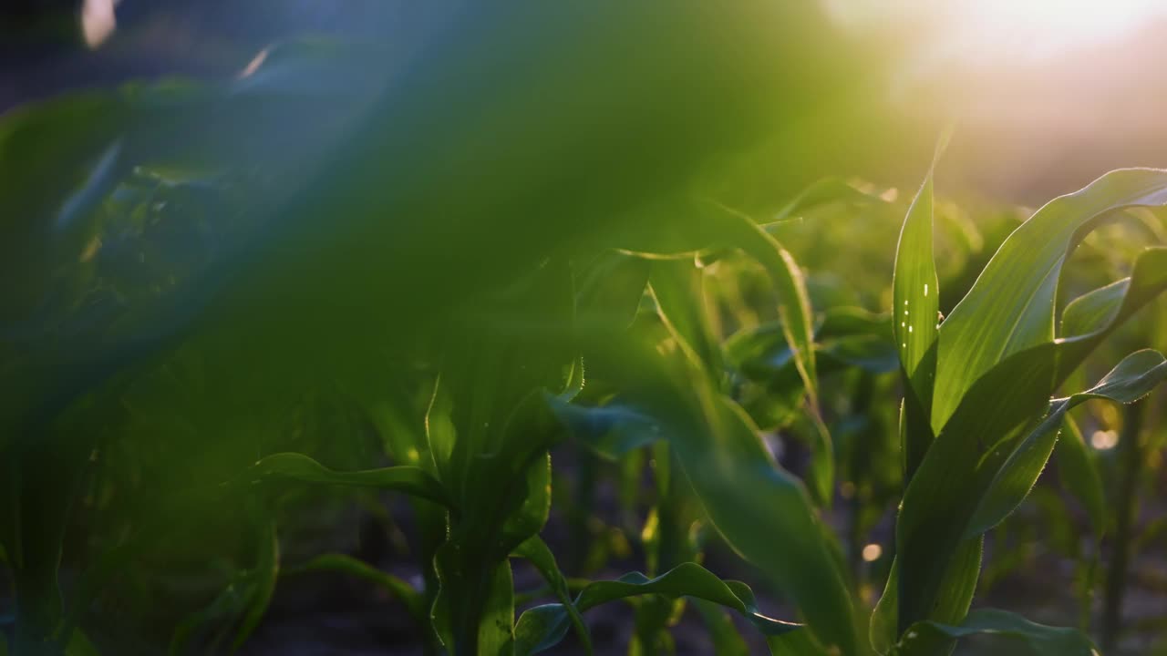 绿色玉米田的低角度滑块镜头视频下载